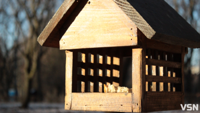 Чим взимку наповнити годівнички для птахів на вулицях Луцька?