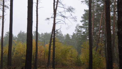 Тримав силоміць: судили волинянина, який п'яним зґвалтував неповнолітню дівчину