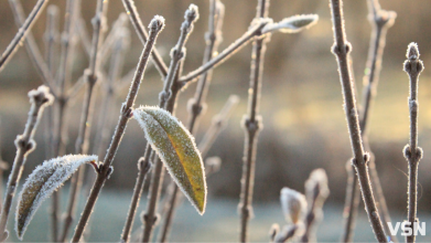 Туман та морози: якою буде погода на Волині у неділю, 21 грудня?