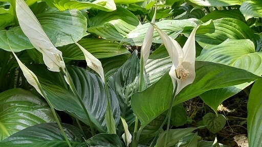 Як врятувати спатифіліум: простий спосіб змусити рослину цвісти