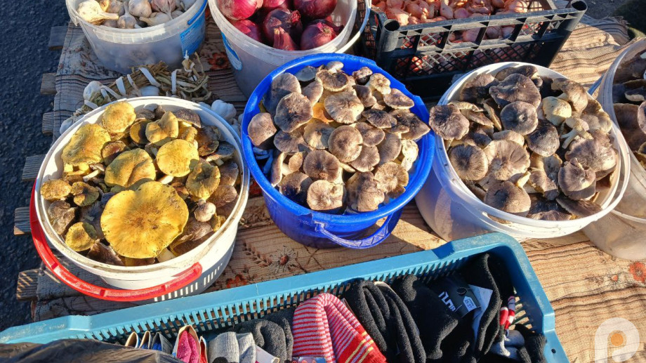 Грибний сезон на Волині: скільки коштують зелениці і підзеленки