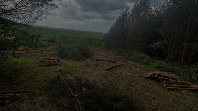 На Волині виявили масштабну незаконну вирубку лісу: збитки перевищують 1 мільйон гривень