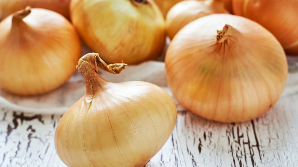 Найурожайніші сорти озимої цибулі: збирати будете мішками