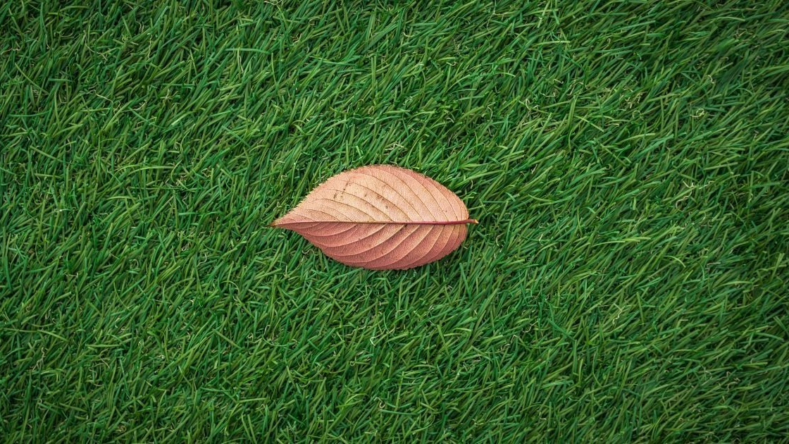 Як готувати газон до зими: що робити, чим і коли удобрювати траву