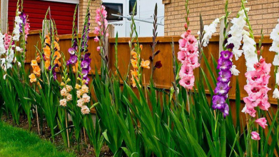 Гладіолуси зацвітуть як ніколи: коли садити навесні 2026 року