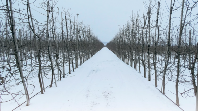 підживлення саду взимку