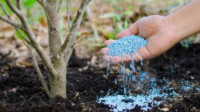 Аміачна селітра чи карбамід: чим підживити плодові дерева у березні