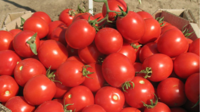 Вже в травні на вашому столі: як виростити ранні помідори вдома