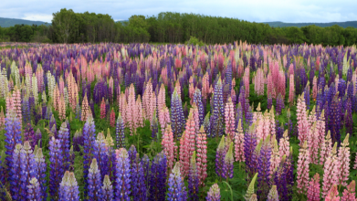 люпин, сидерати