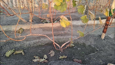 Як обрізати виноград восени, щоб не зіпсувати урожай: головні помилки садівників