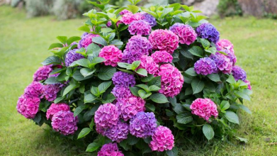 підживлення Гортензій