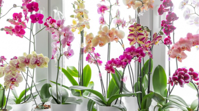 Чому орхідеї довго не випускають нові квітконоси: одне підживлення дозволить вазону квітнути цілий рік