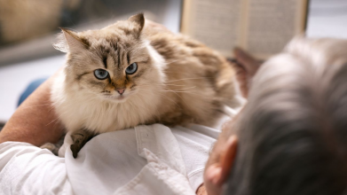 Як зрозуміти, що ваш кіт вас дуже любить