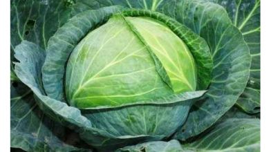 сорти капусти на квашення