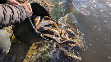 На Волині у водосховище випустили пів тонни коропа та білого амура