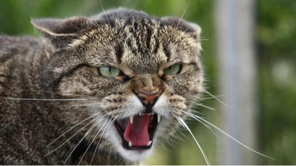 У бродячого кота виявили сказ: у селі на Волині запроводали карантин на два місяці