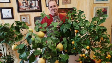 Подружжя з Волині понад двадцять років вирощує лимони й мандарини на підвіконні