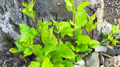 як позбутися від порослі біля дерева