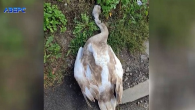 Хтось перерізав горло: у Луцьку поблизу водойми знайшли мертвого лебедя