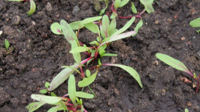 Як сіяти буряк, щоб потім не проріджувати: дієві способи