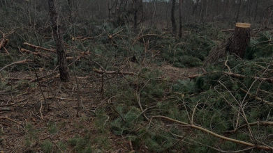 На Волині незаконно вирубали лісу на понад 11 мільйонів гривень