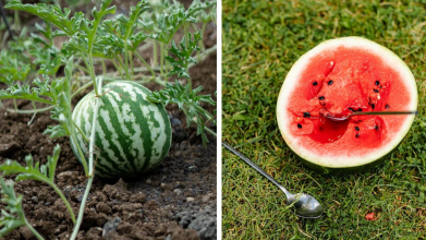 Найкращі дні для посадки кавунів і динь у квітні, травні та червні