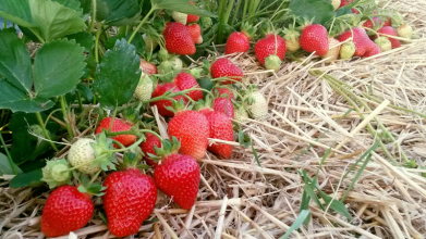 підживлення полуниці