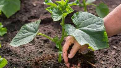 Чим полити огірки після пересадки, щоб вони швидко пішли в ріст
