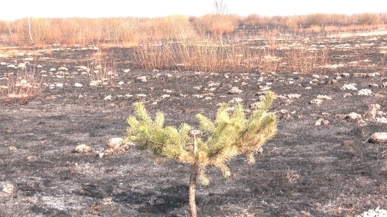 Вогонь підступив впритул до хат: в громаді на Волині показали наслідки спалювання сухої трави