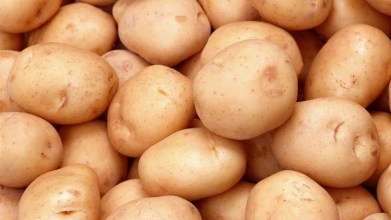 Найбільш врожайні сорти картоплі: з одного куща — декілька відер
