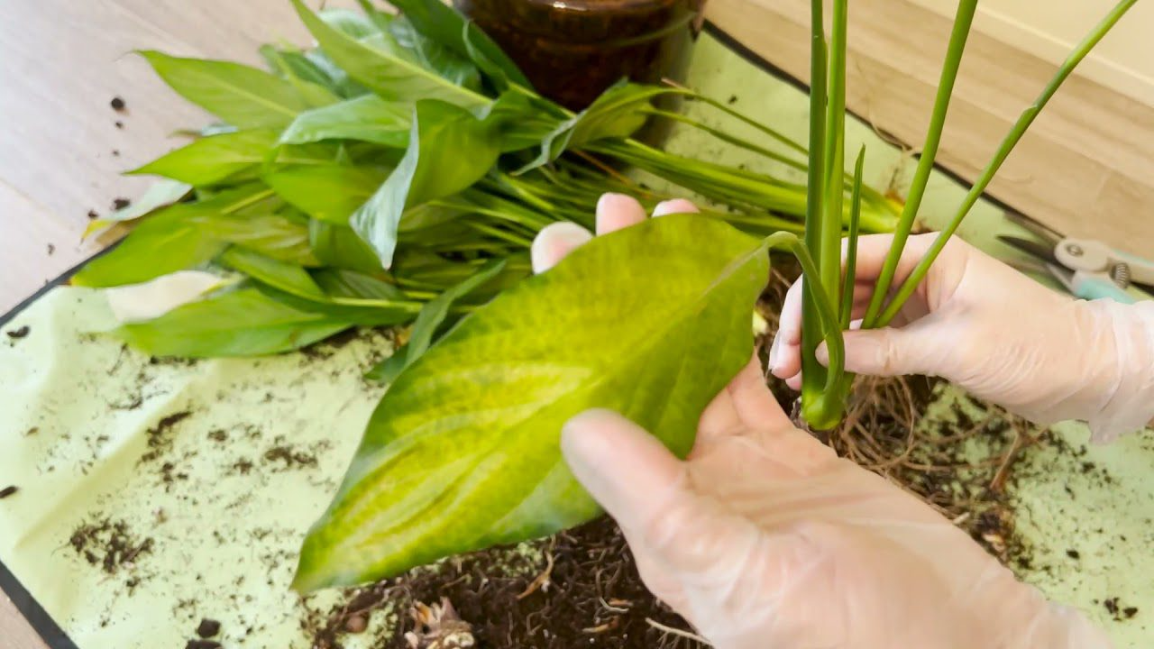 Спатифілум не цвіте? Три помилки при пересадці, які гублять «жіноче щастя»