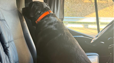 На волинському митному посту «Устилуг» службова лабрадорка винюхала наркотики у газовій плитці