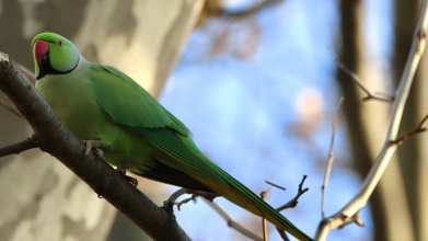 папуги Крамера, Україна