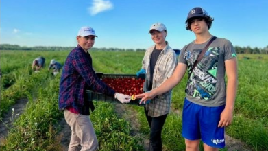 Директорка волинського ліцею під час відпустки збирає до 140 кілограмів полуниці за день