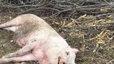 На Волині викинули тушу мертвої свині поблизу господарських полів