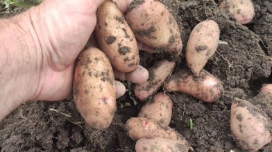 Найврожайніші та найсмачніші сорти картоплі: вибір досвідчених городників