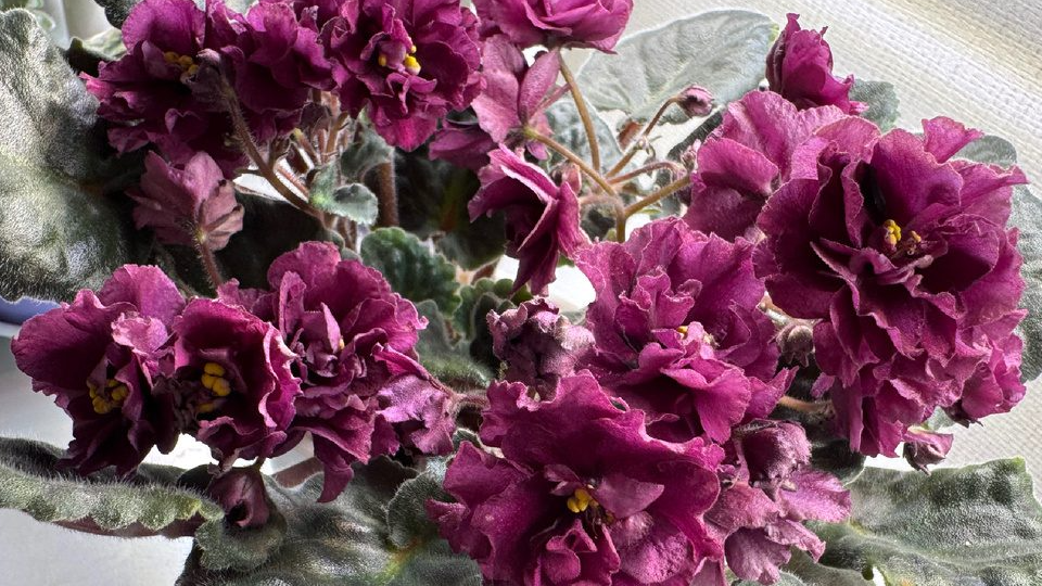 Яке добриво сприяє активній бутонізації та нарощенню квітів на фіалці