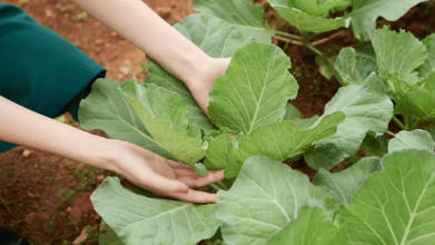 Два кущі біля капусти — і шкідники оминатимуть грядку стороною