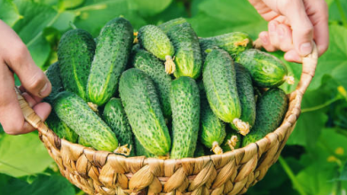 Один інгредієнт — і огірки ростуть швидше: перевірений спосіб