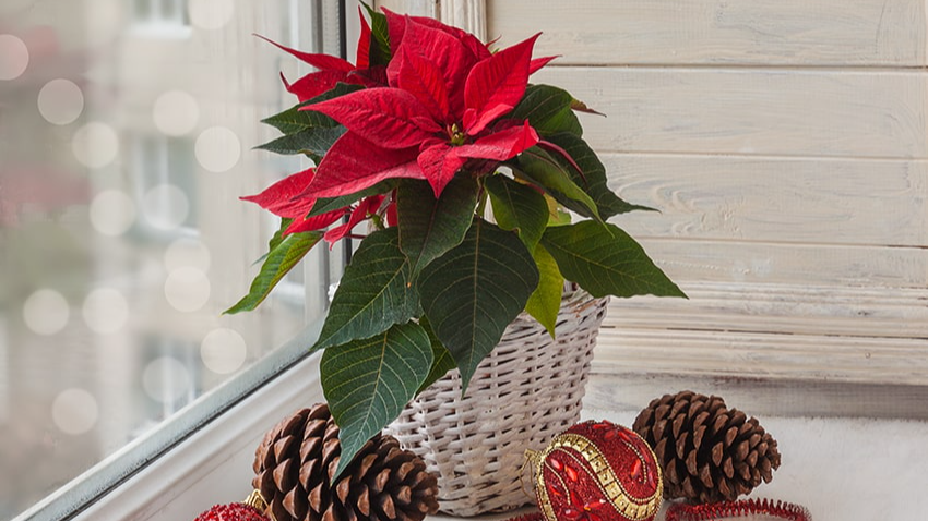 Пуансетія або молочай-різдвяник: як змусити квітнути символ Різдва