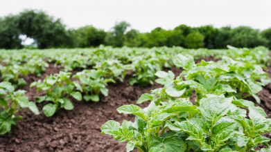 Залишитеся без урожаю: що категорично не можна садити на городі після картоплі