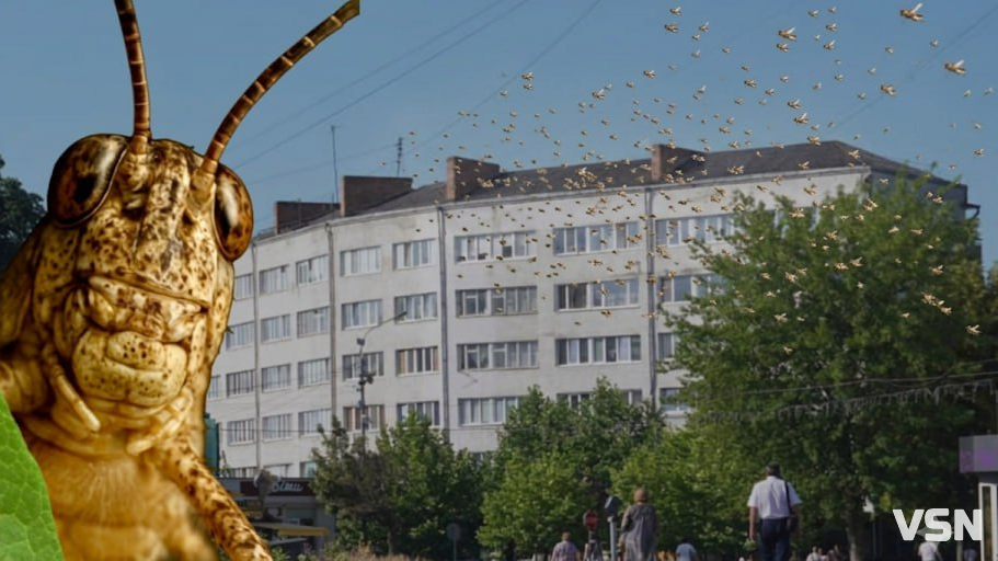  Сарана в Україні: чи дійде шкідник до Волині