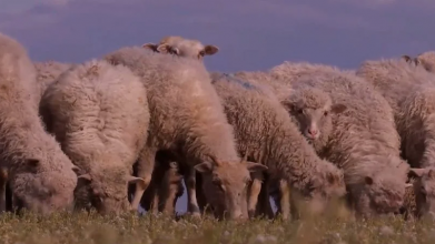 Вівцям малюють на спині хрести: як на Волині відроджують вівчарство і чим воно вигідне