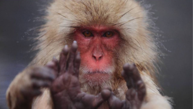 У Європі підтвердили першу смерть від мавпячої віспи