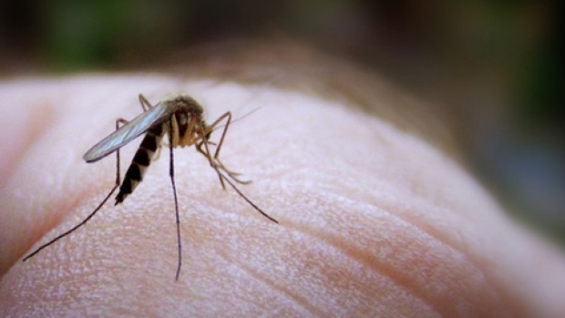Перевірені й безпечні методи: як волинянам відлякати комарів
