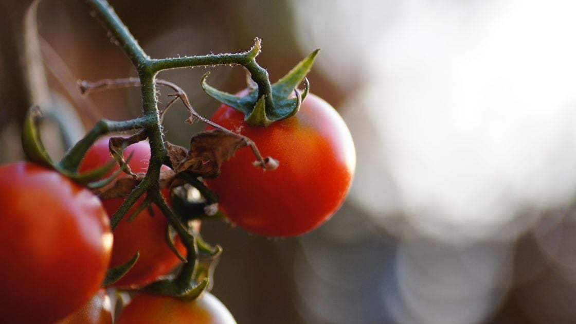 Молоді помідорки вже у червні: як правильно сіяти томати під зиму