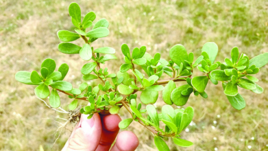 Портулак треба виводити у квітні: ефективні способи і дієві гербіциди