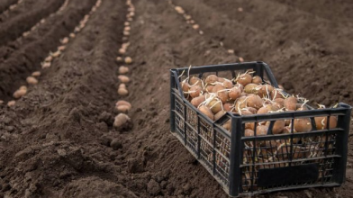 Чим обробити ранню і пізню картоплю перед посадкою
