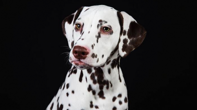 Загублена у Маріуполі собака Соня «знайшла» своїх господарів у Франції