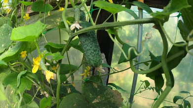 Підживлення огірків під час цвітіння: як отримати рясну зав’язь